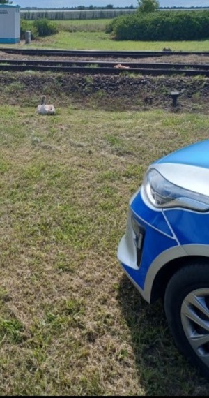 Radiowóz stoi na trawie a obok siedzi szary łabędź.