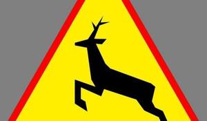 Znak drogowy uwaga dzikie zwierzęta