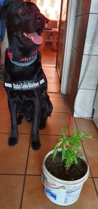 Pies o czarnym umaszczeniu z obrożą Służba Celno-Skarbowa