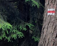 Drzewo w lesie z namalowanym znakiem szlaku koloru czerwonego.